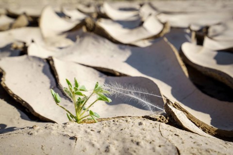 Symbolic Image