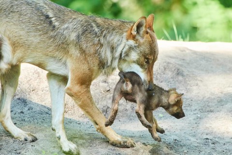 Eurasian wolf