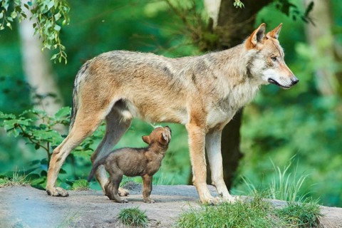Eurasian wolf