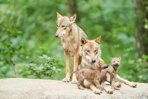 Eurasian wolf