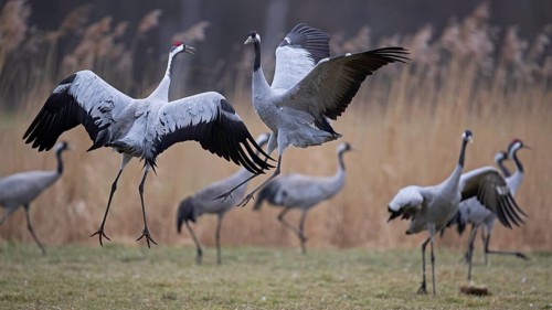 Common crane