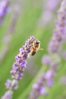 European honey bee