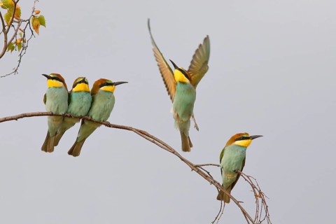 European Bee-eater