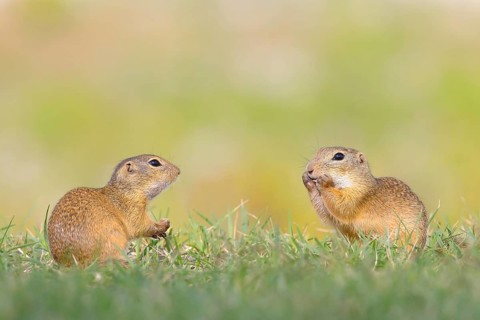 European ground squirrel