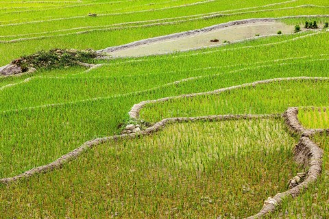 Rice field terraces