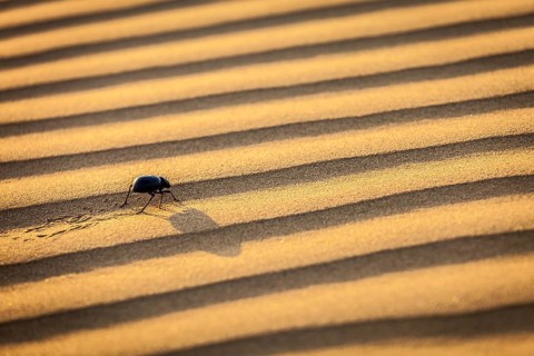 Scarab