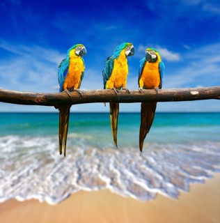 Tropical vacation concept