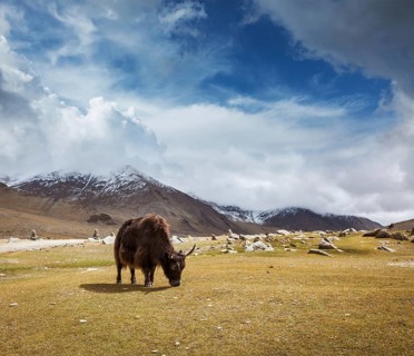 Yak grazing in Himalayas mountains. Ladakh