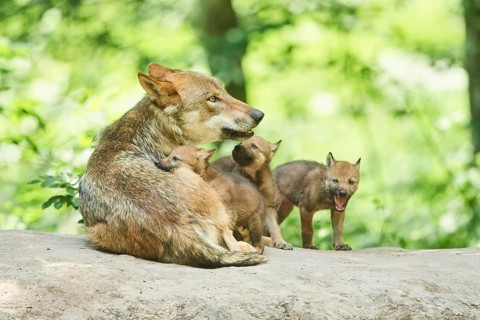 Eurasian wolf