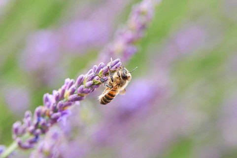European honey bee