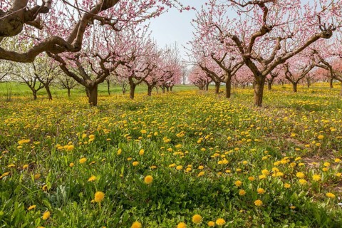 Flowering peach plantation