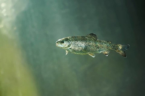 Rainbow trout