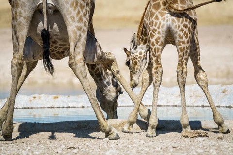 Angolan giraffes