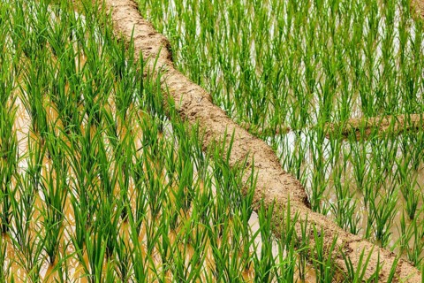 Rice field terraces