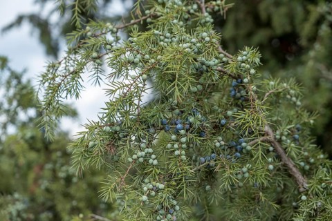Common juniper
