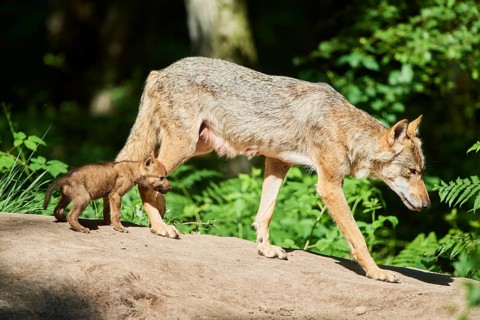 Eurasian wolf