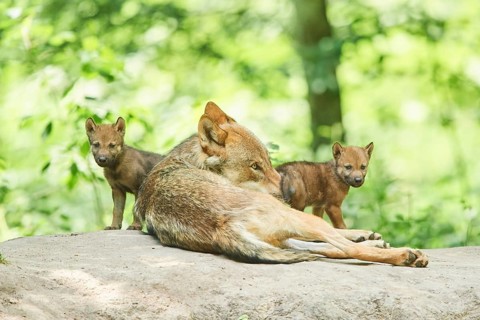 Eurasian wolf
