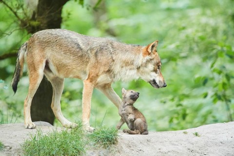 Eurasian wolf