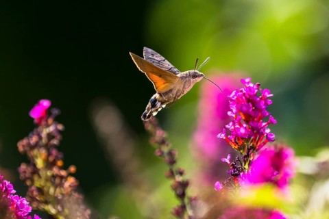 Hummingbird hawk-moth