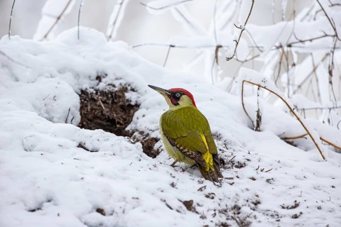 European green woodpecker