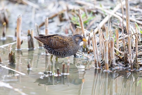 Spotted Crake