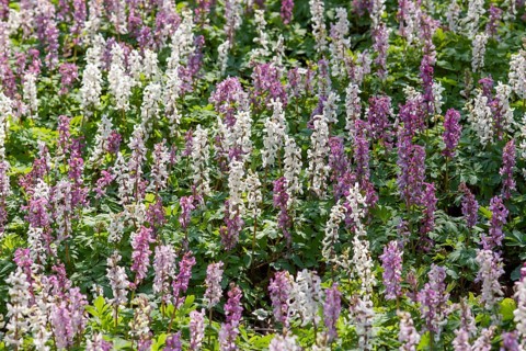 Hollow larkspur