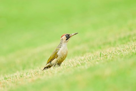 European green woodpecker
