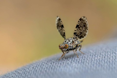 Peacock fly
