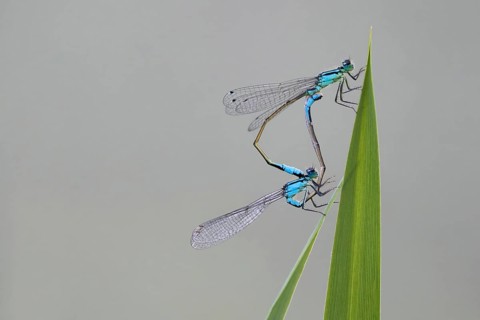 Blue-tailed damselflies