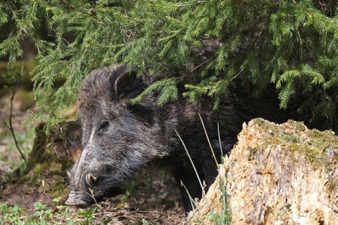 Wild boar