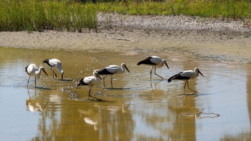 Storks at the very dry Zicksee