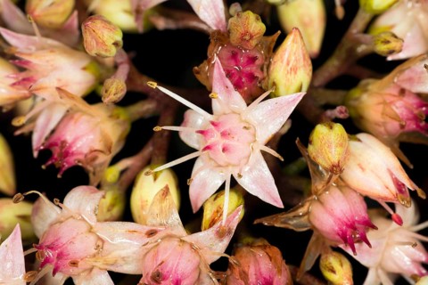 Showy stonecrop