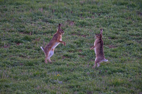 Cape hare