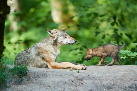 Eurasian wolf