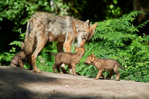 Eurasian wolf
