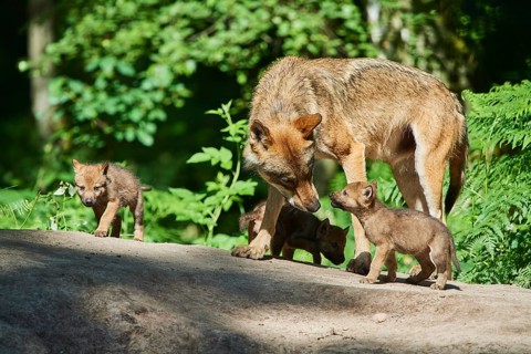 Eurasian wolf