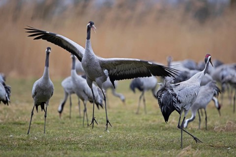 Common crane