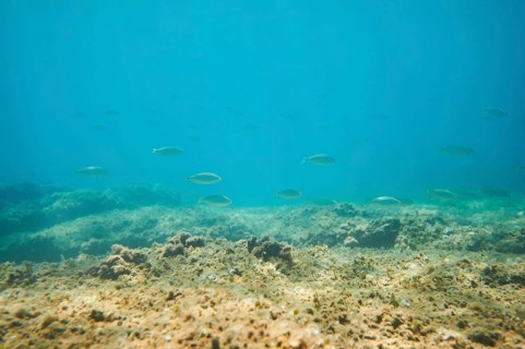 Salema porgy