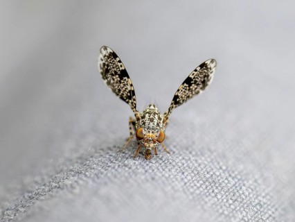 Peacock fly