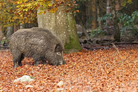 Wild boar