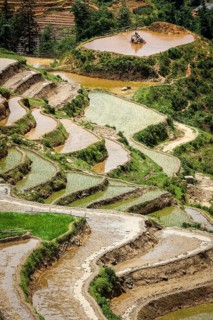 Rice field terraces