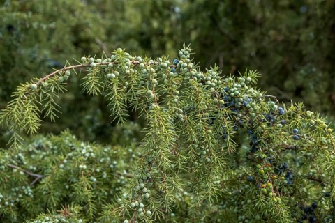 Common juniper