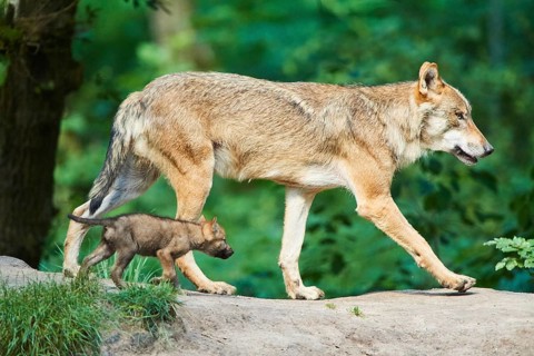 Eurasian wolf