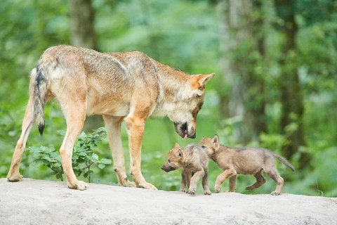 Eurasian wolf