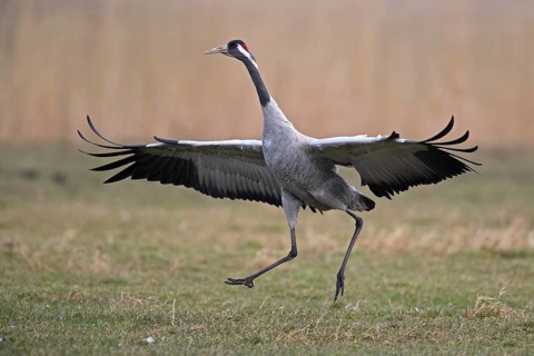 Common crane