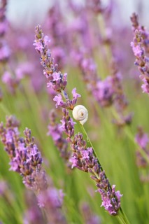 White garden snail