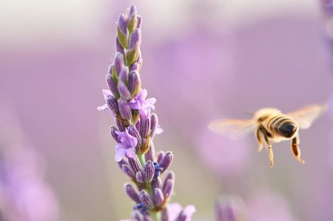 European honey bee
