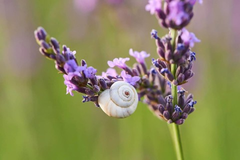 White garden snail