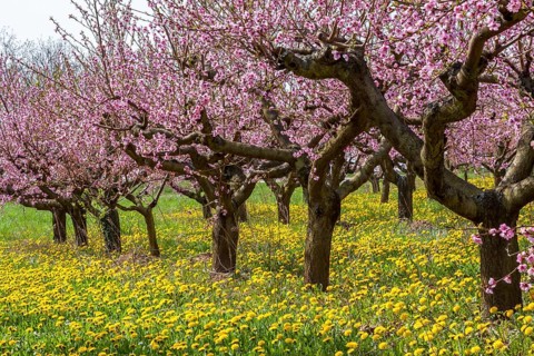 Flowering peach plantation