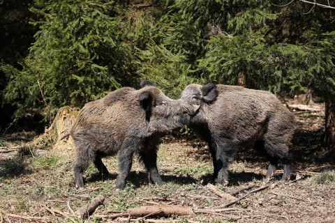 Wild boar
